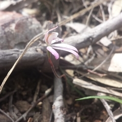 Caladenia fuscata at Point 5818 - 8 Oct 2016