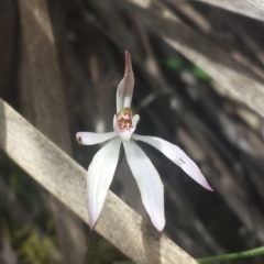 Caladenia fuscata at Point 5818 - suppressed