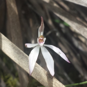 Caladenia fuscata at Point 5818 - 8 Oct 2016