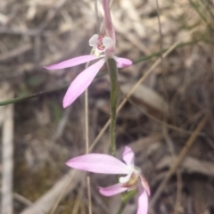 Caladenia carnea (Pink Fingers) at Point 5818 - 8 Oct 2016 by MattM
