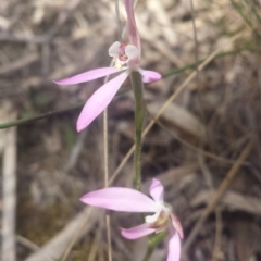 Caladenia carnea (Pink Fingers) at Yarralumla, ACT - 8 Oct 2016 by MattM