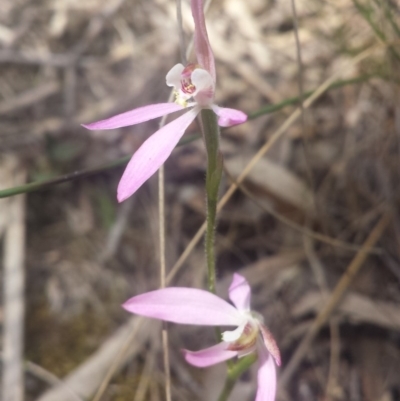 Caladenia carnea (Pink Fingers) at Point 5818 - 8 Oct 2016 by MattM