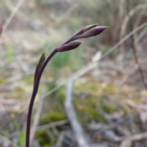 Caladenia moschata at Belconnen, ACT - 11 Oct 2016