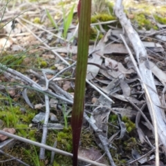 Caladenia moschata at Belconnen, ACT - 11 Oct 2016