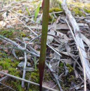 Caladenia moschata at Belconnen, ACT - 11 Oct 2016