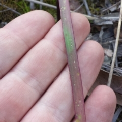 Caladenia moschata at Belconnen, ACT - 11 Oct 2016