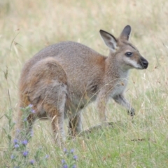 Notamacropus rufogriseus (Red-necked Wallaby) at Rendezvous Creek, ACT - 2 Feb 2015 by MichaelBedingfield