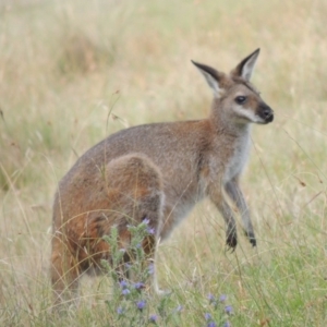 Notamacropus rufogriseus at Rendezvous Creek, ACT - 2 Feb 2015