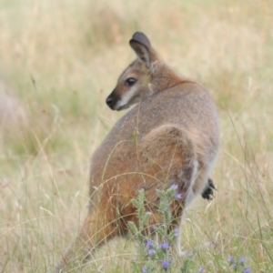 Notamacropus rufogriseus at Rendezvous Creek, ACT - 2 Feb 2015