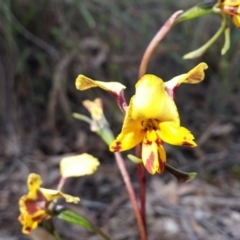 Diuris nigromontana (Black Mountain Leopard Orchid) at Point 38 - 11 Oct 2016 by NickWilson