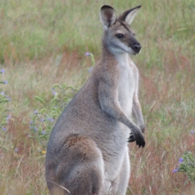 Notamacropus rufogriseus (Red-necked Wallaby) at Rendezvous Creek, ACT - 2 Feb 2015 by MichaelBedingfield