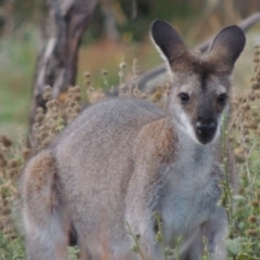 Notamacropus rufogriseus at Rendezvous Creek, ACT - 2 Feb 2015