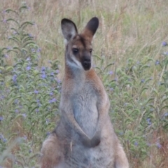 Notamacropus rufogriseus at Rendezvous Creek, ACT - 2 Feb 2015