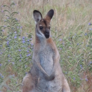 Notamacropus rufogriseus at Rendezvous Creek, ACT - 2 Feb 2015