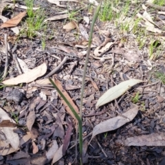 Calochilus sp. (A Beard Orchid) at Acton, ACT - 11 Oct 2016 by NickWilson