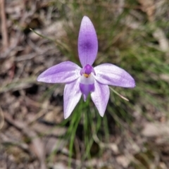 Glossodia major (Wax Lip Orchid) at Acton, ACT - 11 Oct 2016 by NickWilson