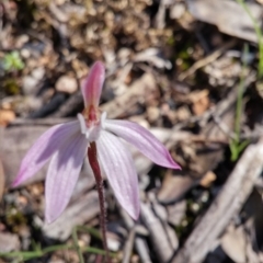 Caladenia fuscata (Dusky Fingers) at Acton, ACT - 11 Oct 2016 by NickWilson