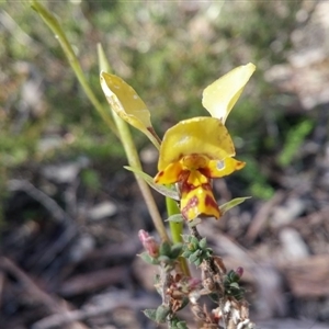 Diuris nigromontana at Point 5815 - 11 Oct 2016