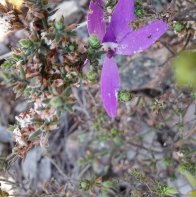Glossodia major (Wax Lip Orchid) at Bruce, ACT - 11 Oct 2016 by NickWilson