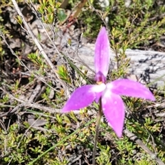 Glossodia major at Point 5815 - 11 Oct 2016