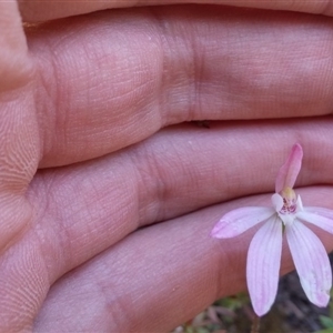 Caladenia fuscata at Point 5815 - 11 Oct 2016