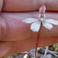 Caladenia fuscata at Point 5815 - 11 Oct 2016