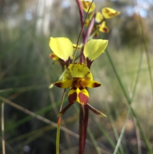 Diuris nigromontana at Aranda, ACT - 11 Oct 2016