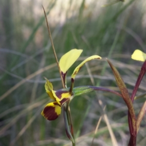 Diuris nigromontana at Aranda, ACT - 11 Oct 2016