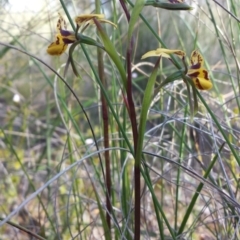 Diuris nigromontana at Aranda, ACT - suppressed