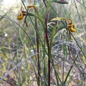 Diuris nigromontana at Aranda, ACT - 11 Oct 2016