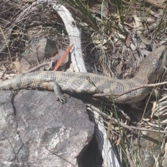 Tiliqua scincoides scincoides (Eastern Blue-tongue) at Black Mountain - 7 Oct 2016 by MattM