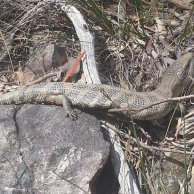 Tiliqua scincoides scincoides (Eastern Blue-tongue) at Acton, ACT - 7 Oct 2016 by MattM