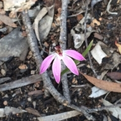 Caladenia fuscata (Dusky Fingers) at Bruce, ACT - 11 Oct 2016 by NickiTaws