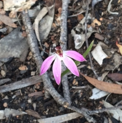 Caladenia fuscata (Dusky Fingers) at Bruce, ACT - 11 Oct 2016 by NickiTaws