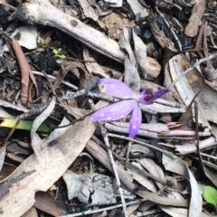 Cyanicula caerulea (Blue Fingers, Blue Fairies) at Point 751 - 11 Oct 2016 by NickiTaws