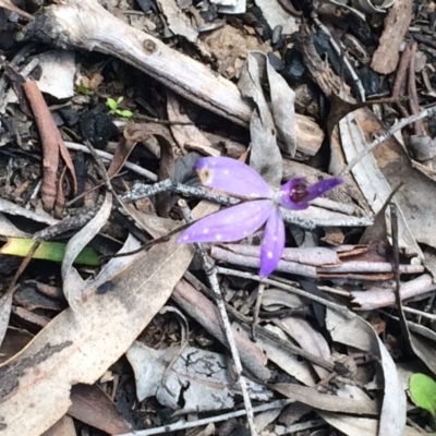 Cyanicula caerulea (Blue Fingers, Blue Fairies) at Point 751 - 11 Oct 2016 by NickiTaws
