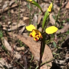 Diuris nigromontana (Black Mountain Leopard Orchid) at Point 751 - 11 Oct 2016 by NickiTaws