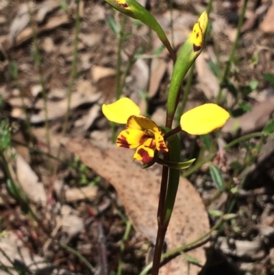 Diuris nigromontana (Black Mountain Leopard Orchid) at Bruce, ACT - 11 Oct 2016 by NickiTaws