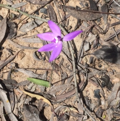 Glossodia major (Wax Lip Orchid) at Bruce, ACT - 11 Oct 2016 by NickiTaws