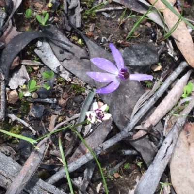 Cyanicula caerulea (Blue Fingers, Blue Fairies) at Bruce, ACT - 11 Oct 2016 by NickiTaws