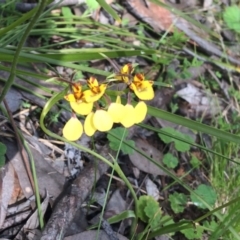 Diuris nigromontana (Black Mountain Leopard Orchid) at Point 604 - 11 Oct 2016 by NickiTaws