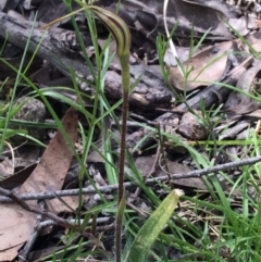 Caladenia atrovespa (Green-comb Spider Orchid) at Bruce, ACT - 11 Oct 2016 by NickiTaws