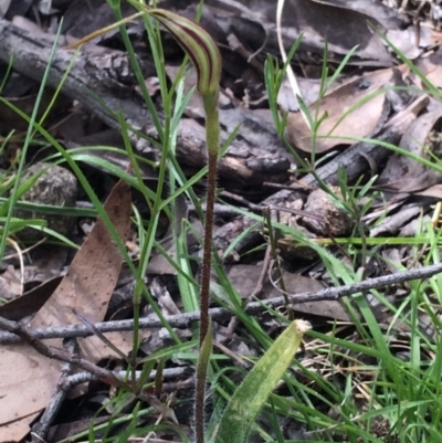 Caladenia atrovespa (Green-comb Spider Orchid) at Point 604 - 11 Oct 2016 by NickiTaws