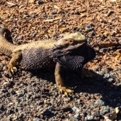 Pogona barbata (Eastern Bearded Dragon) at Red Hill Nature Reserve - 10 Jan 2016 by Chaddy