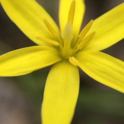 Hypoxis hygrometrica (Golden Weather-grass) at Mulligans Flat - 12 Oct 2016 by JasonC