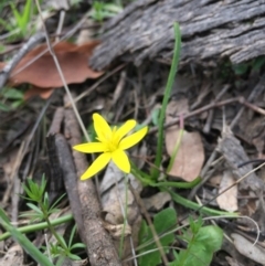 Hypoxis hygrometrica at Gungahlin, ACT - 12 Oct 2016 12:45 PM