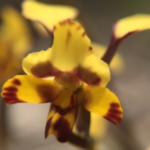 Diuris pardina at Gungahlin, ACT - suppressed