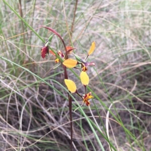 Diuris pardina at Gungahlin, ACT - suppressed