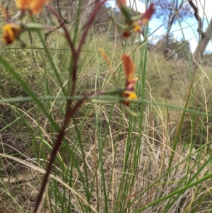 Diuris pardina at Gungahlin, ACT - suppressed