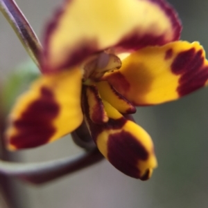 Diuris pardina at Gungahlin, ACT - suppressed